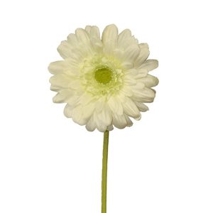 Gerbera blanc