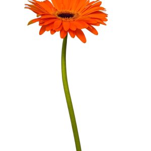 Gerbera orange