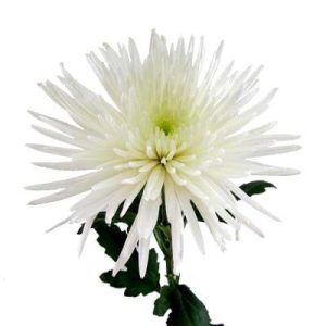 Chrysanthème Fidji blanche