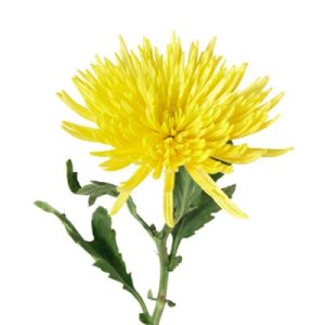 Chrysanthème Fidji jaune