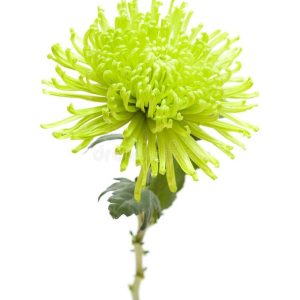 Chrysanthème Fidji verte