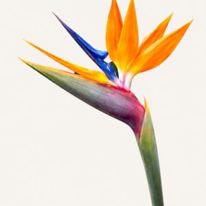 Oiseau du paradis orange et bleu sur fond ivoire — Boutique Q4