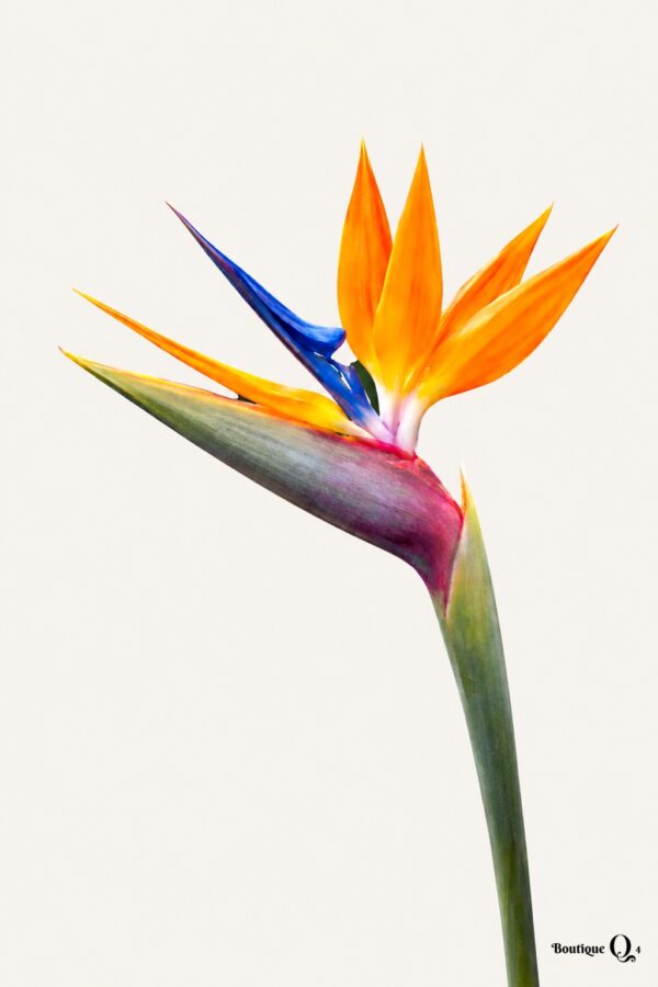 Oiseau du paradis orange et bleu sur fond ivoire — Boutique Q4