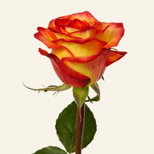 Rose orange aux pétales bordés de rouge sur fond ivoire, logo original Boutique Q4