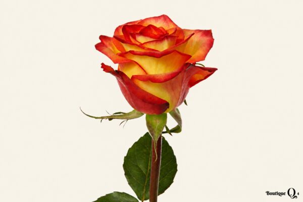 Rose orange aux pétales bordés de rouge sur fond ivoire, logo original Boutique Q4