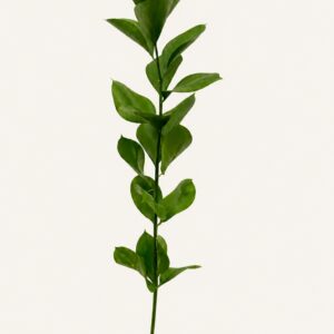 Ruscus Israël sur fond ivoire — Boutique Q4