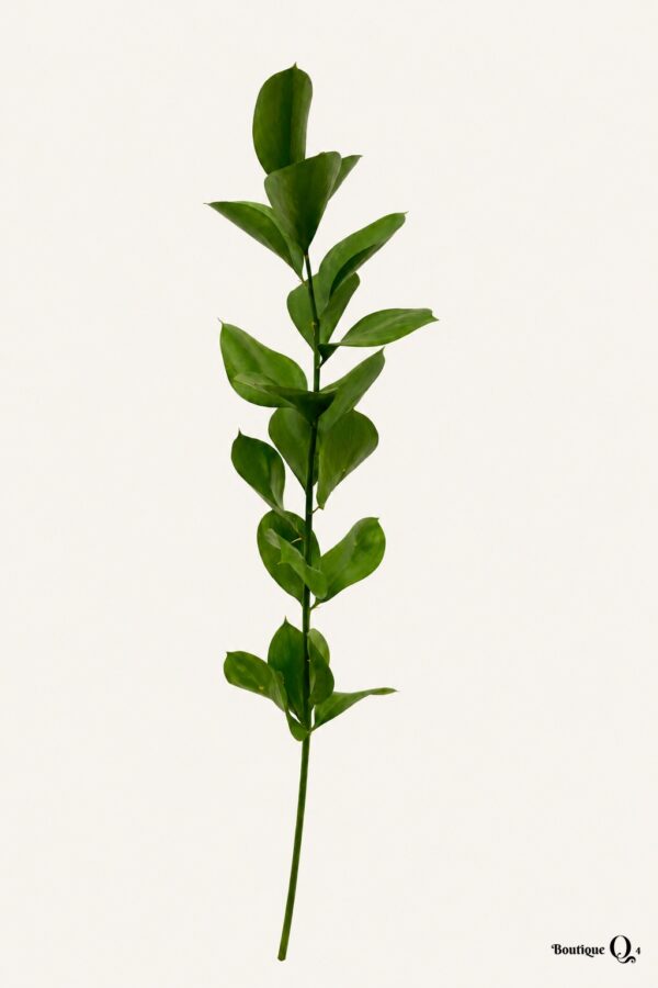 Ruscus Israël sur fond ivoire — Boutique Q4