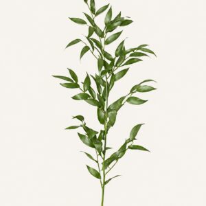 Ruscus italien sur fond ivoire — Boutique Q4