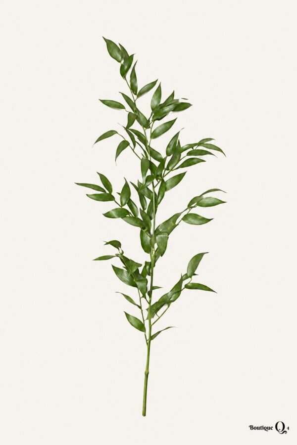 Ruscus italien sur fond ivoire — Boutique Q4