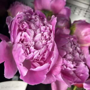 Pivoine rose fushia