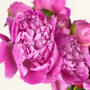 Pivoines rose fuchsia en gros plan sur fond ivoire, logo original Boutique Q4